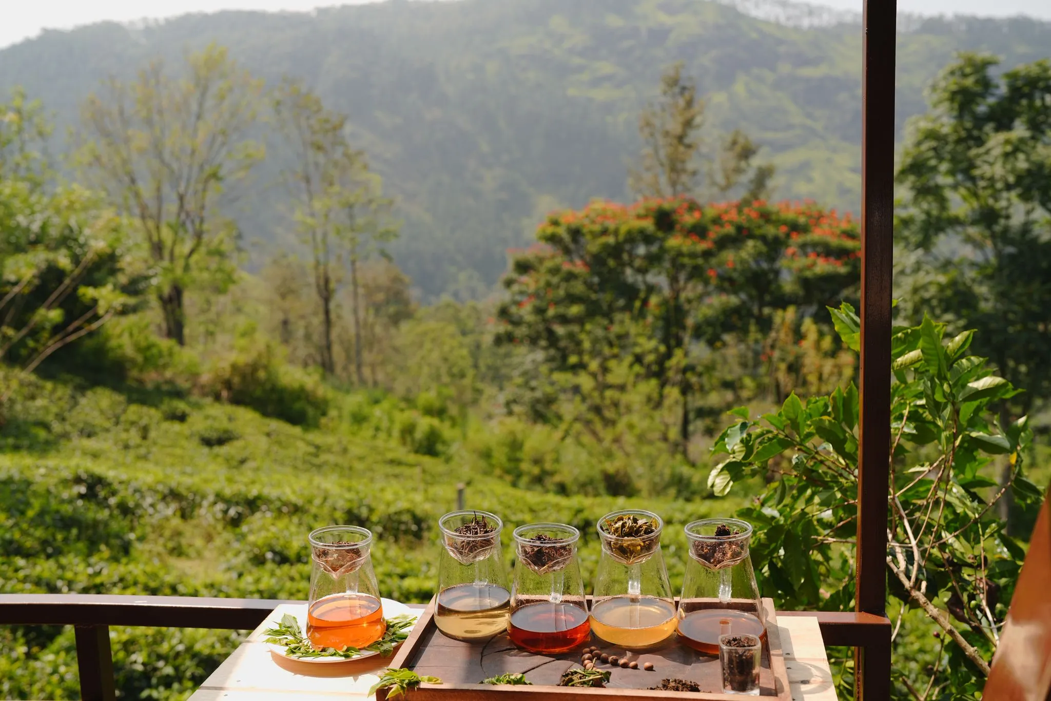 Tea estate landscape