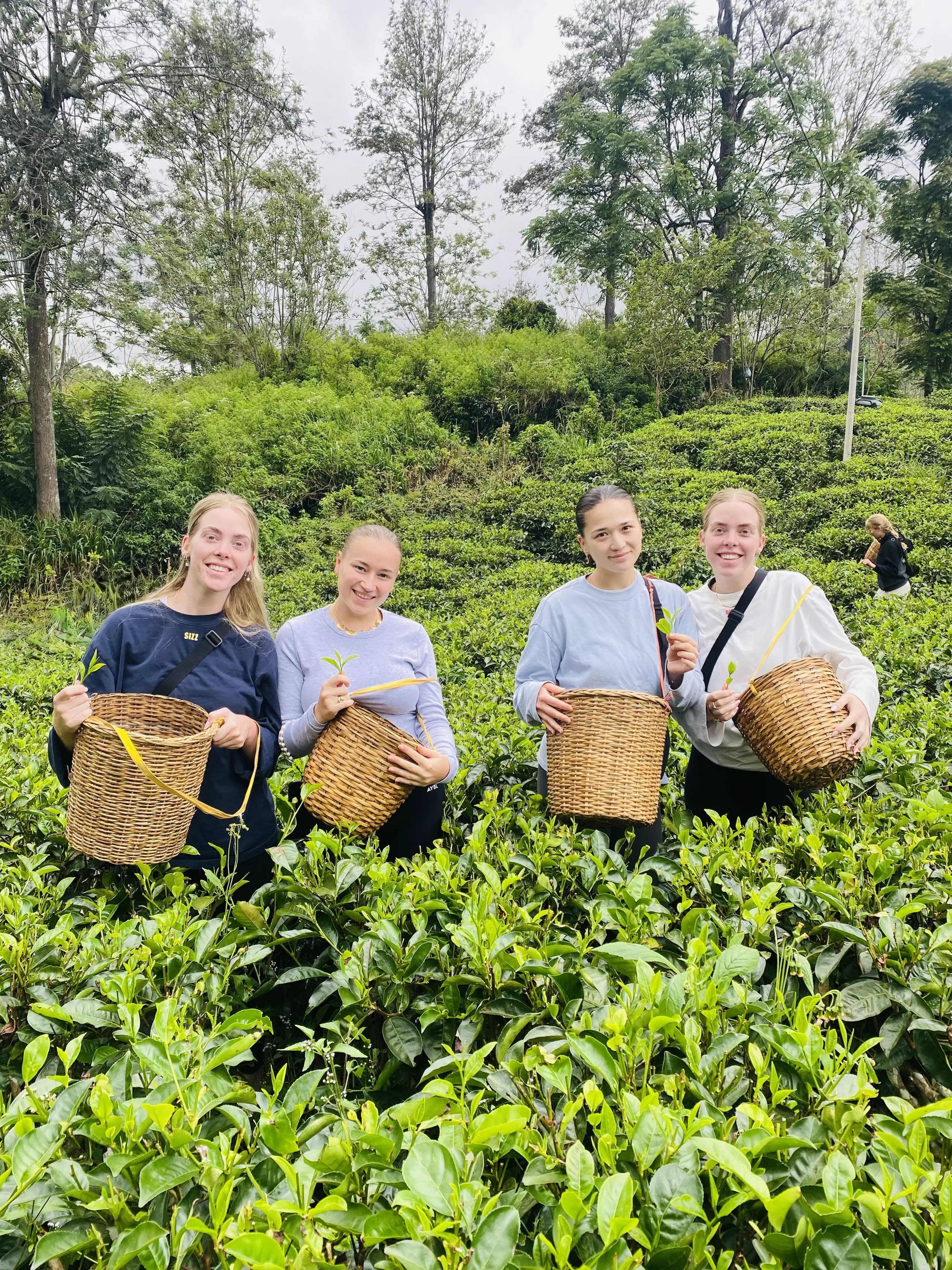 Tea Plucking