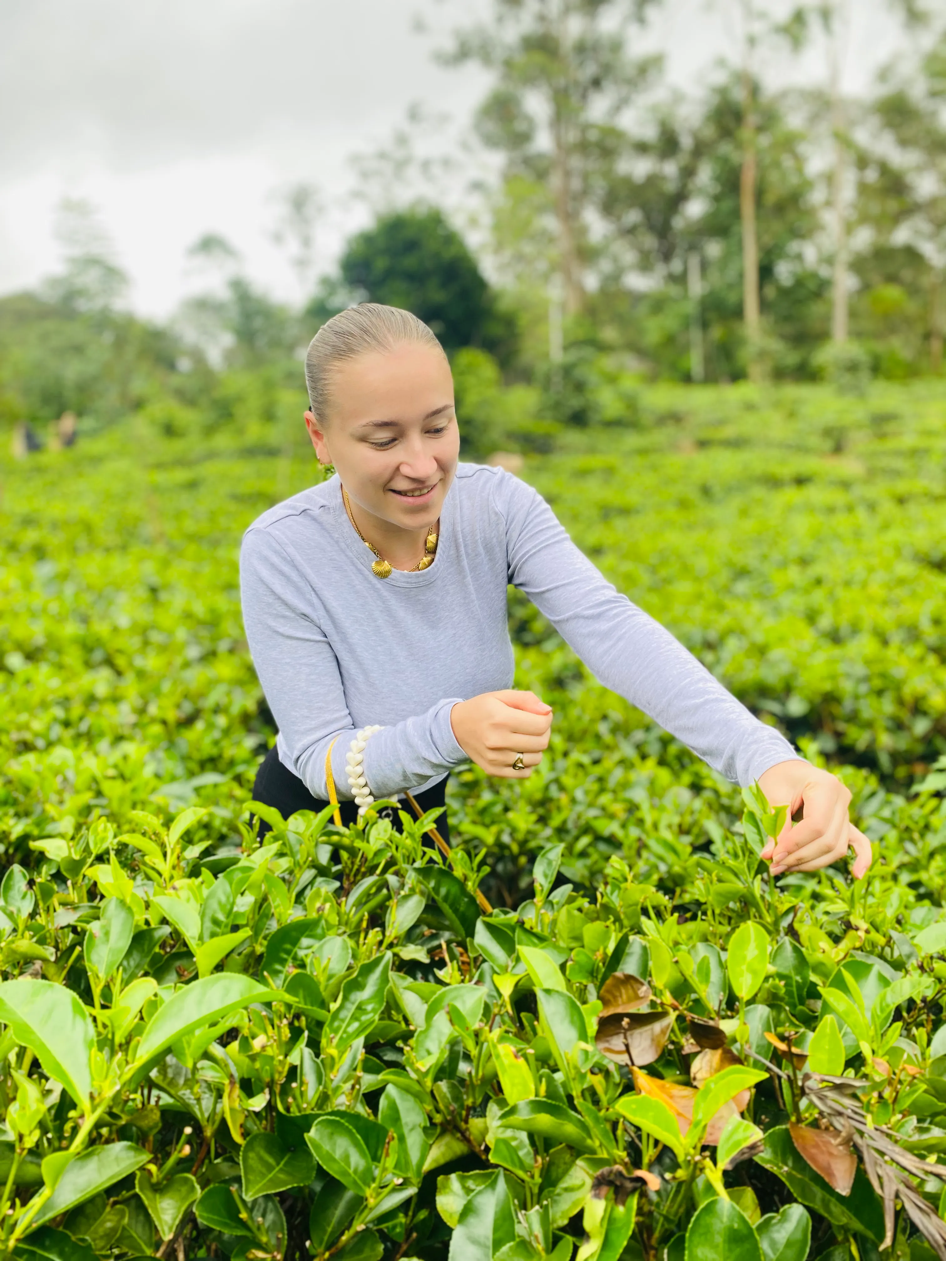 Estate view at Organic Tea Queen