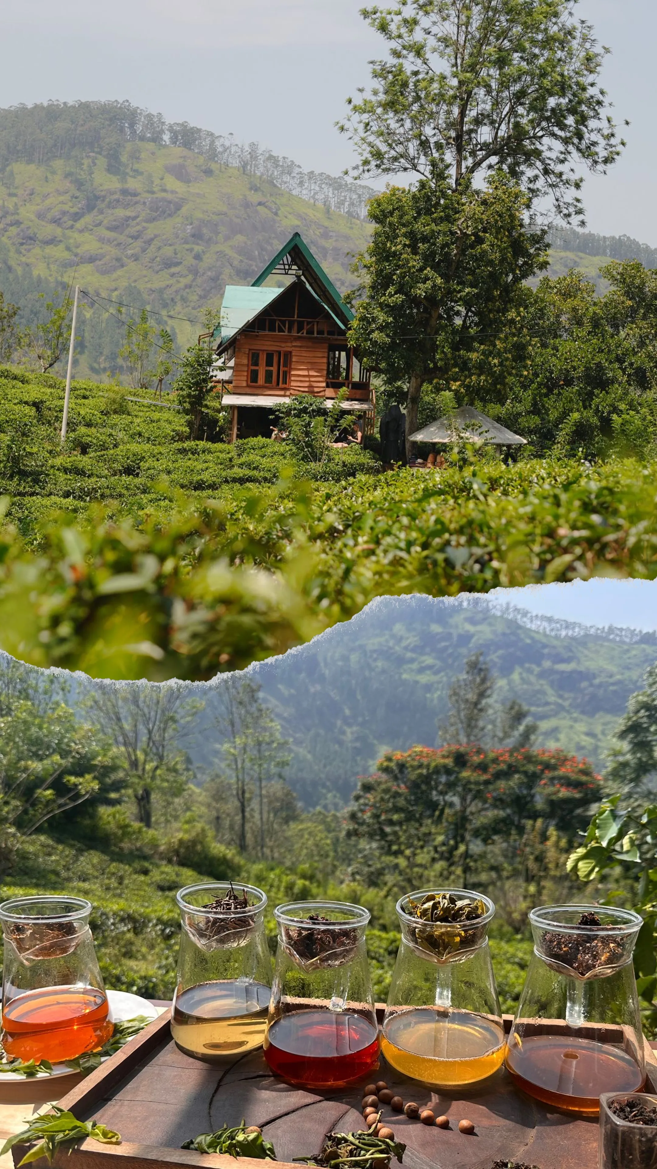 Tea-Making Experience Tour with Tasting & Snacks gallery 13
